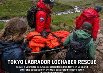 Tokyo Labrador Lochaber Rescue