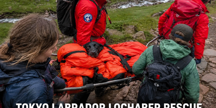 Tokyo Labrador Lochaber Rescue