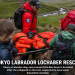 Tokyo Labrador Lochaber Rescue