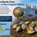 Manila Clam Spreading Atlantic Coastline